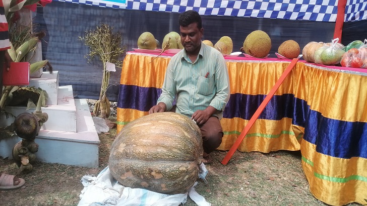 গাংনীতে ৬০ কেজি ওজনের মিস্টি কুমড়া উৎপাদন করে কৃষক সাইফের বাজিমাত