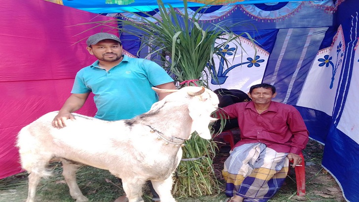 কোটচাঁদপুরে শখের লাট সাহেবের মূল্য লাখ টাকা, প্রদর্শনীতে অর্জন প্রথম পুরস্কার