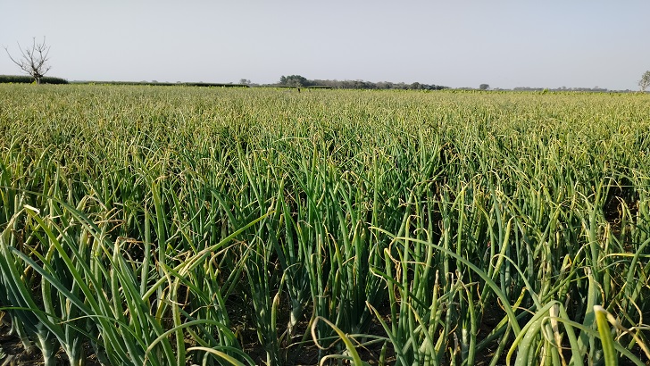 মেহেরপুরে সুখসাগর পেঁয়াজ চাষে অসুখী চাষিরা