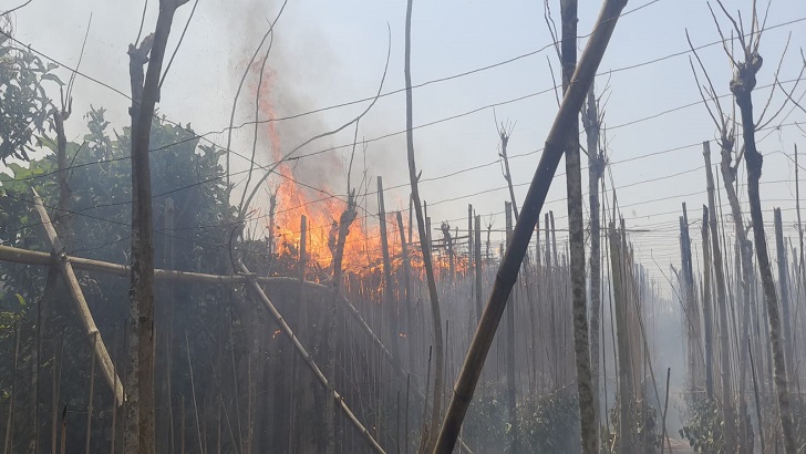 আলমডাঙ্গায় ভুট্টাক্ষেত ও পানের বরজে আগুন, ৫কোটি টাকার ক্ষতি