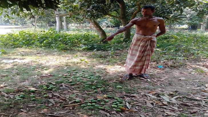 কোটচাঁদপুরে চলছে তীব্র তাপদহ আর গরম ঝরে পড়ছে গাছের আম