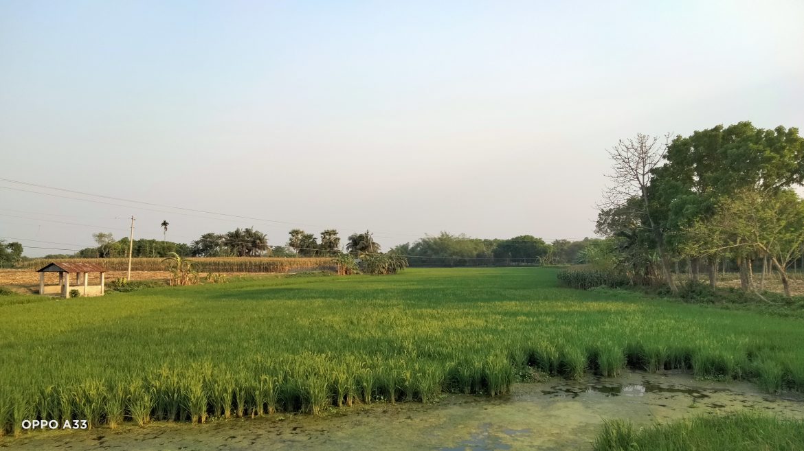আলমডাঙ্গার ভাটুই নদীর বুকে বোরো ধান চাষ