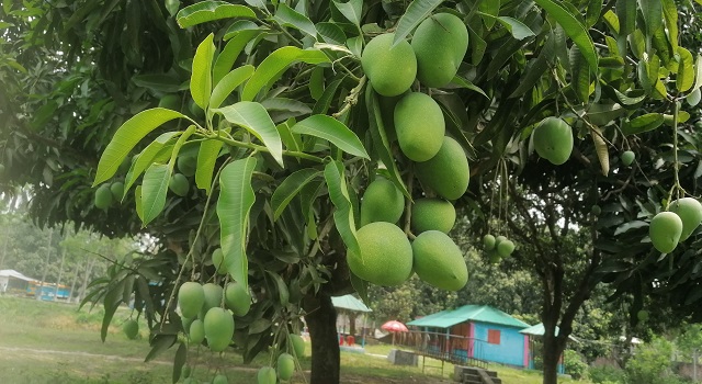 মেহেরপুরের হিমসগার আম যাবে বিদেশেও