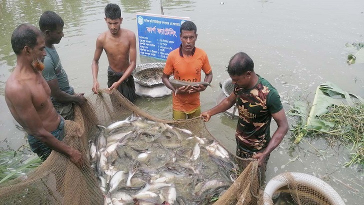 মেহেরপুরে পল্লী কর্ম সহায়ক ফাউন্ডেশনের সহায়তায় মৎস্য চাষে বিপ্লব