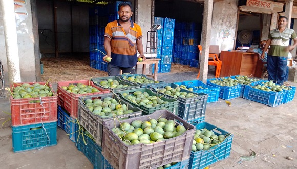 কোটচাঁদপুরে আম সংগ্রহ শুরু