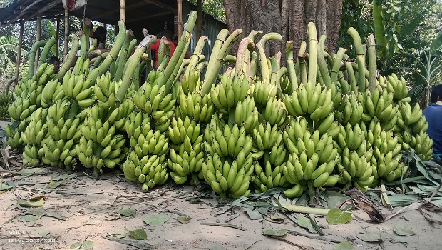 মেহেরপুরের সবরী কলা যাচ্ছে দেশের বিভিন্ন জেলাতে