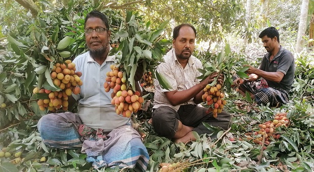 মেহেরপুরে ৩০ কোটি টাকার লিচু বিক্রির সম্ভাবনা