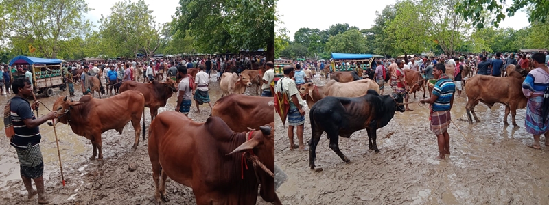 বৃষ্টিতে ভোগান্তি কোরবানির পশু বেচাকেনায়