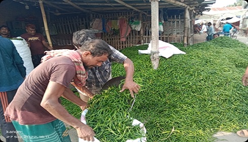 মেহেরপুরে কাঁচা মরিচের কেজি ৩০০ টাকা