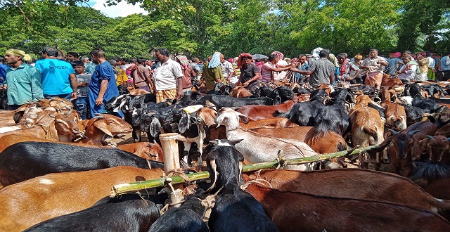 গাংনীতে কোরবানি পশু হিসেবে ছাগলের চাহিদা দ্বিগুণ