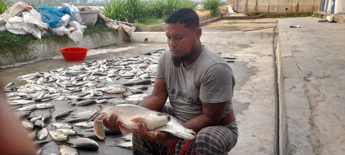 গাংনী পৌর মেয়র আহম্মেদের মাছের ঘেরে বিষ প্রয়োগ