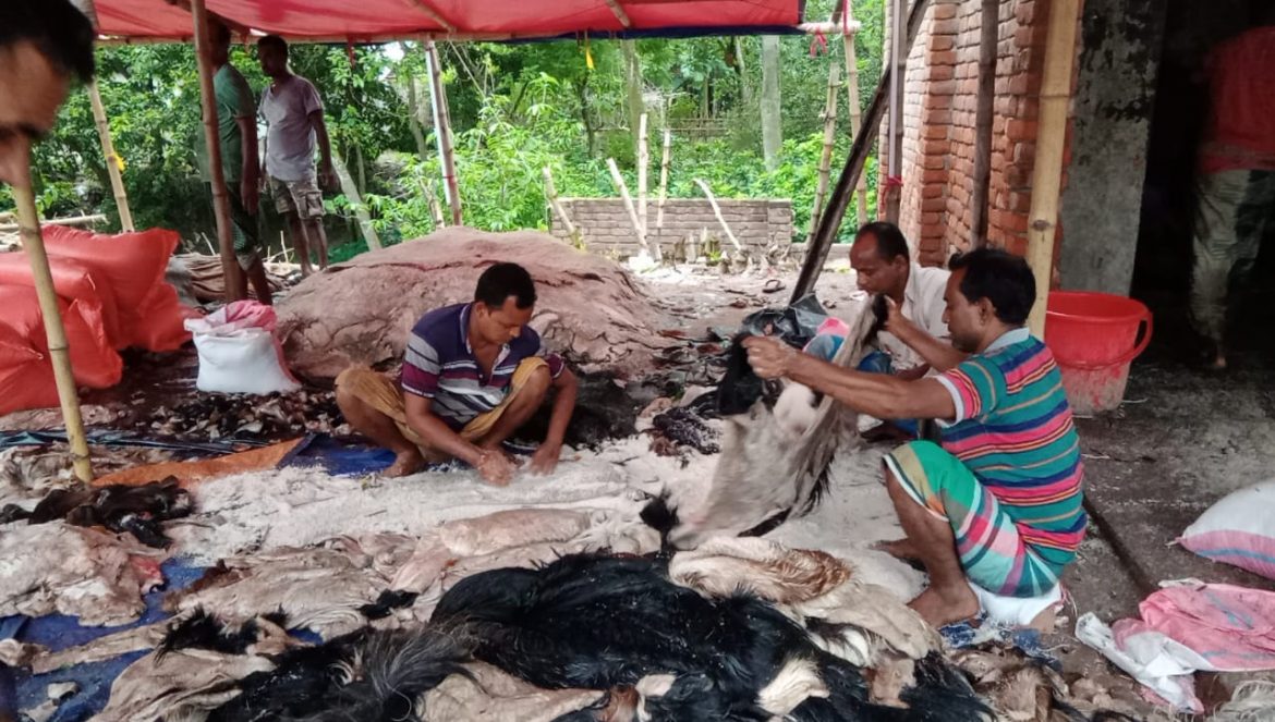 মেহেরপুরে কোরবানির পশুর চামড়া নিয়ে হতাশা