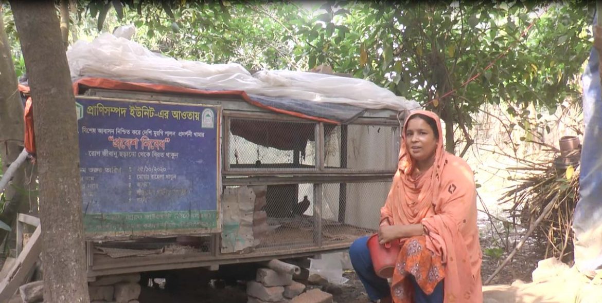 মেহেরপুরে দেশীয় প্রজাতির মুরগি পালন করে সাবলম্বী হচ্ছেন নারীরা