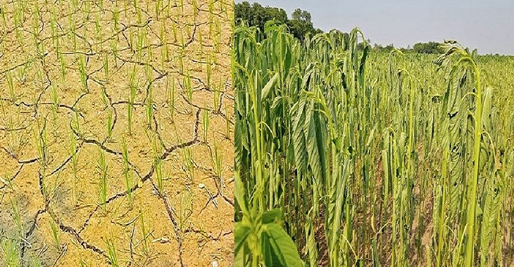 গাংনীতে লোডশেডিং ও দাবদাহে বিপাকে কৃষক