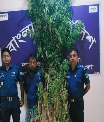 দামুড়হুদায় গাঁজা গাছসহ আটক ১