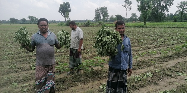 গাংনীর বেতবাড়িয়া গ্রামে কৃষকের দুই বিঘা জমির তুলাক্ষেত কেটে তছরুপ