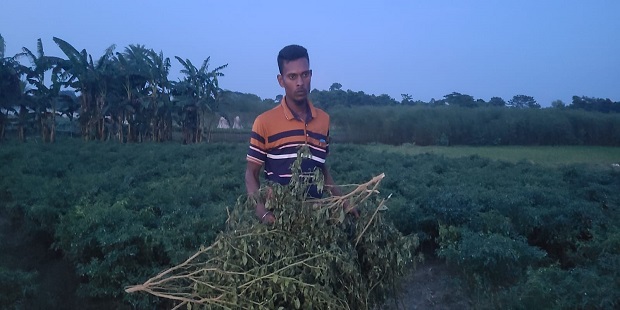 চুয়াডাঙ্গার তিতুদহে শত্রুতা করে কৃষকদের জমির ফসল নষ্ট