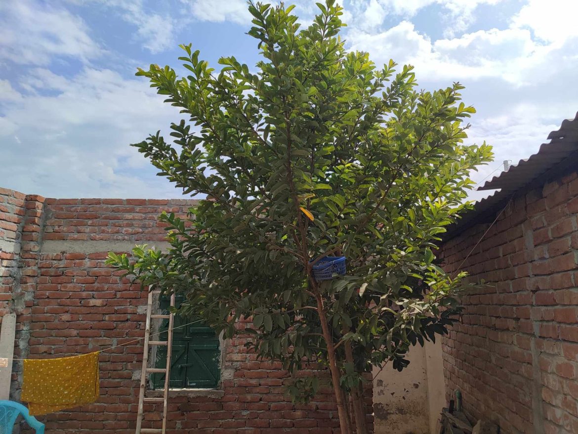 মেহেরপুরে পাখির বাসা নিয়ে মধুর বিপাকে বাড়ি মালিক