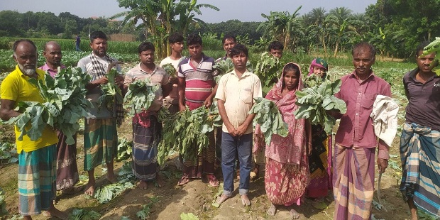 গাংনীর ধলা মাঠে কৃষকের ফসল কেটে তসরুপ