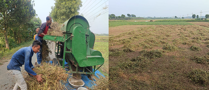 মেহেরপুরে কলাই’র বাম্পার ফলন, দামে খুশি চাষিরা