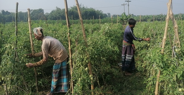 গাংনীতে স্মার্ট জাতের টমেটো চাষে কৃষকের বাজিমাত