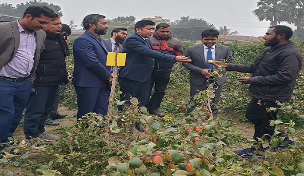 মিরপুরের তরুন উদ্যোক্তা আবু সাইদের কুলবাগান পরিদর্শনে জেলা প্রশাসক