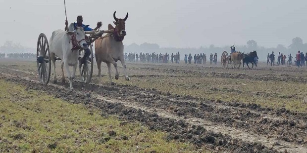 ঝিনাইদহে ঐতিহ্যবাহী গরুর গাড়ির দৌড় ও গ্রামীন মেলায় মানুষের ঢল