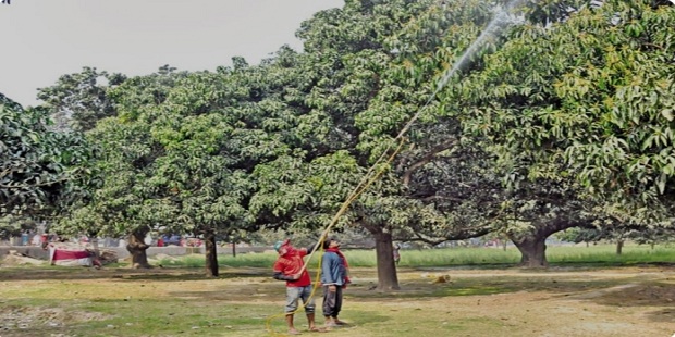 চুয়াডাঙ্গায় আমের গাছে আসতে শুরু করেছে মুকুল; বাম্পার ফলনের আশা