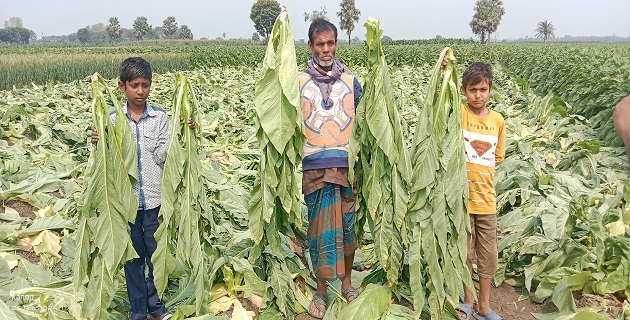 গাংনীতে দুই কৃষকের তামাক ক্ষেত কর্তণ, তিনজনের বিরুদ্ধে থানায় অভিযোগ