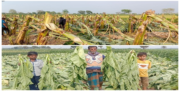 গাংনীর দুটি মাঠে কলা ও তামাক ক্ষেত কর্তণ, কৃষকদের মাঝে আতঙ্ক