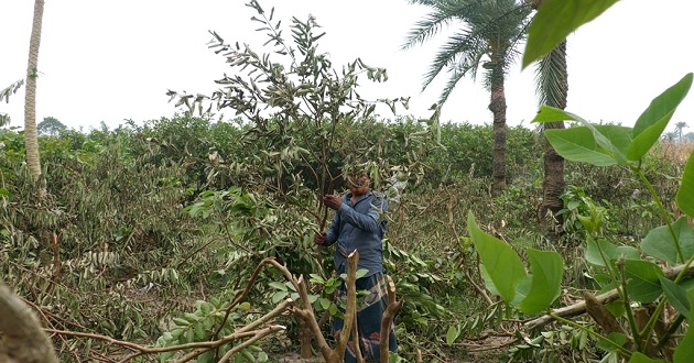 ঝিনাইদহে কৃষকের ধরন্ত পেয়ারা গাছ কেটে তসরুপ