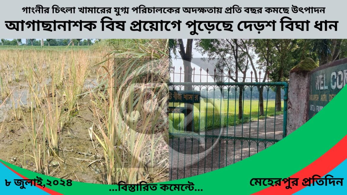 আগাছানাশক বিষ প্রয়োগে পুড়েছে দেড়শ বিঘা ধান