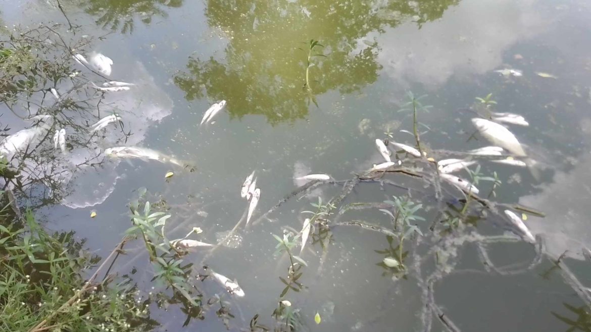 মুজিবনগরে পুকুরে বিষ প্রয়োগ, লক্ষাদিক টাকার মাছ নিধন