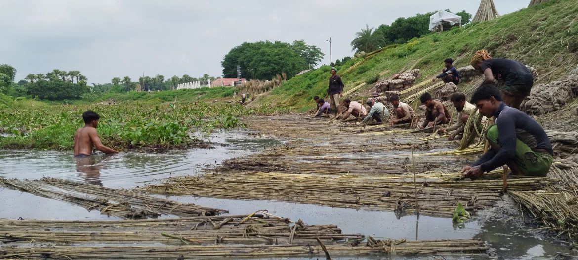 পাটকাঠি বিক্রি করে লোকসান তুলতে হচ্ছে মেহেরপুরের পাট চাষিদের