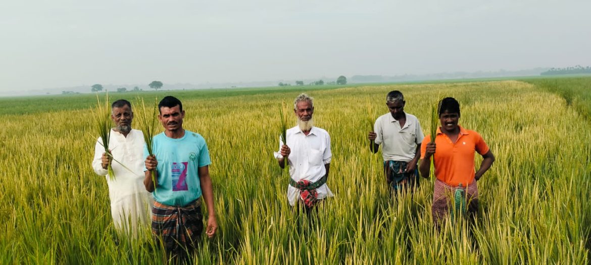 দামুড়হুদায় ঘাসমারা বিষ দিয়ে ৫ বিঘা ধান পুড়িয়ে দেওয়ার অভিযোগ