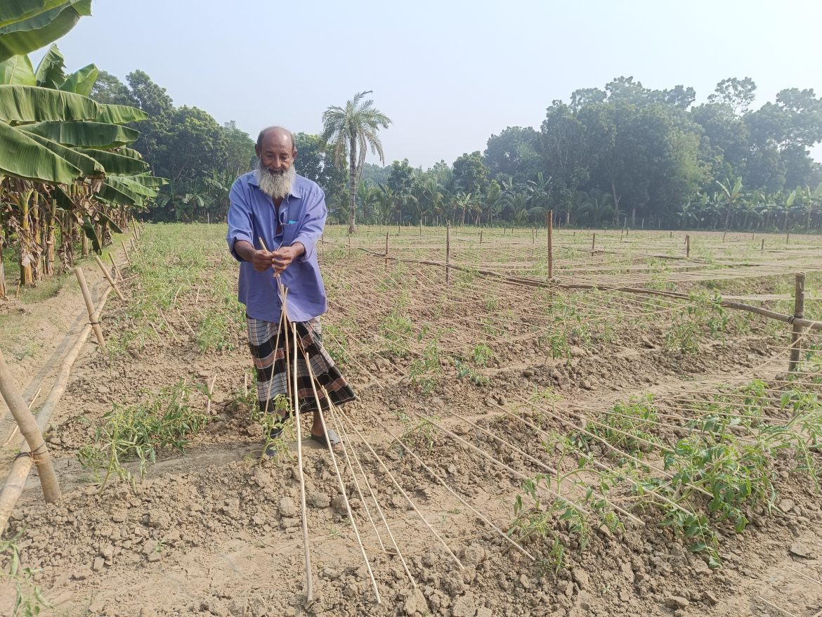 ঝিনাইদহে ৪০ শতক জমির টমেটো ক্ষেত বিনষ্ট করে দিয়েছে দুবৃর্ত্তরা