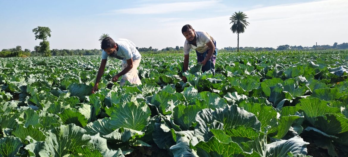 ঝিনাইদহে শীতকালীন সবজি বাঁধাকপির বাম্পার ফলন