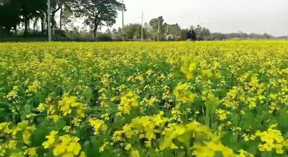 ঝিনাইদহের হরিণাকুণ্ডুতে হলুদের চাঁদর বেছানো ফসলের মাঠ