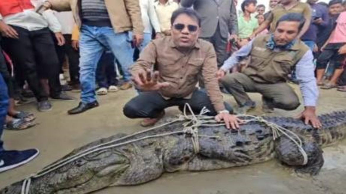 কুষ্টিয়ায় পদ্মা নদীতে জেলের জালে ধরা পড়লো কুমির