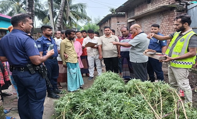 মুজিবনগরে পুলিশের অভিযানে গাঁজার গাছসহ আটক ১