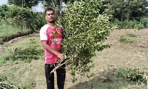 মেহেরপুরের পশ্চিম সিংহাটিতে শত্রুতামূলক কমলা বাগান কর্তন