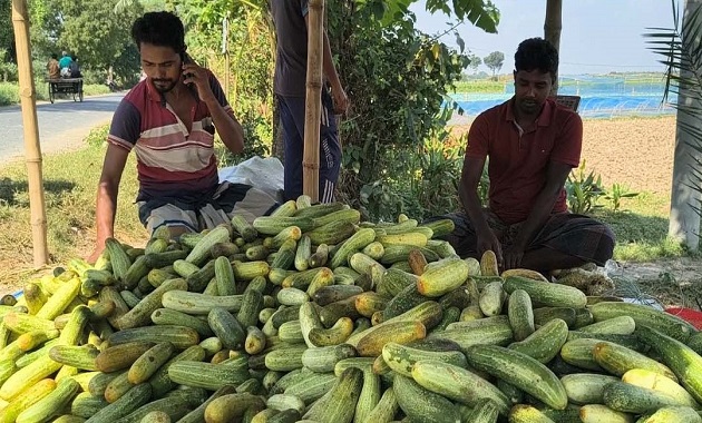 মেহেরপুরে শসা ক্ষেতে ভাইরাসের আক্রমণ