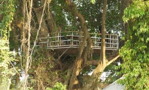 হরিণাকুণ্ডুতে বটগাছের ডালে ব্যতিক্রমী রেস্টুরেন্ট