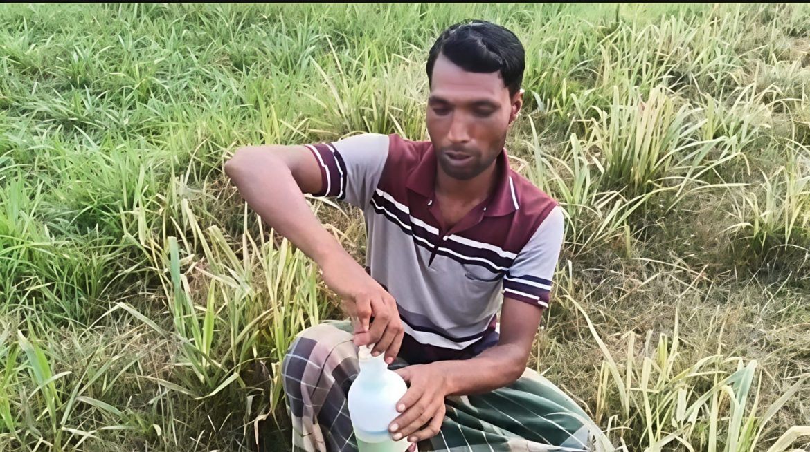 গাংনীর তেঁতুলবাড়ীয়ায় বিরোধের জেরে বিষ প্রয়োগে ফসল বিনষ্টের অভিযোগ