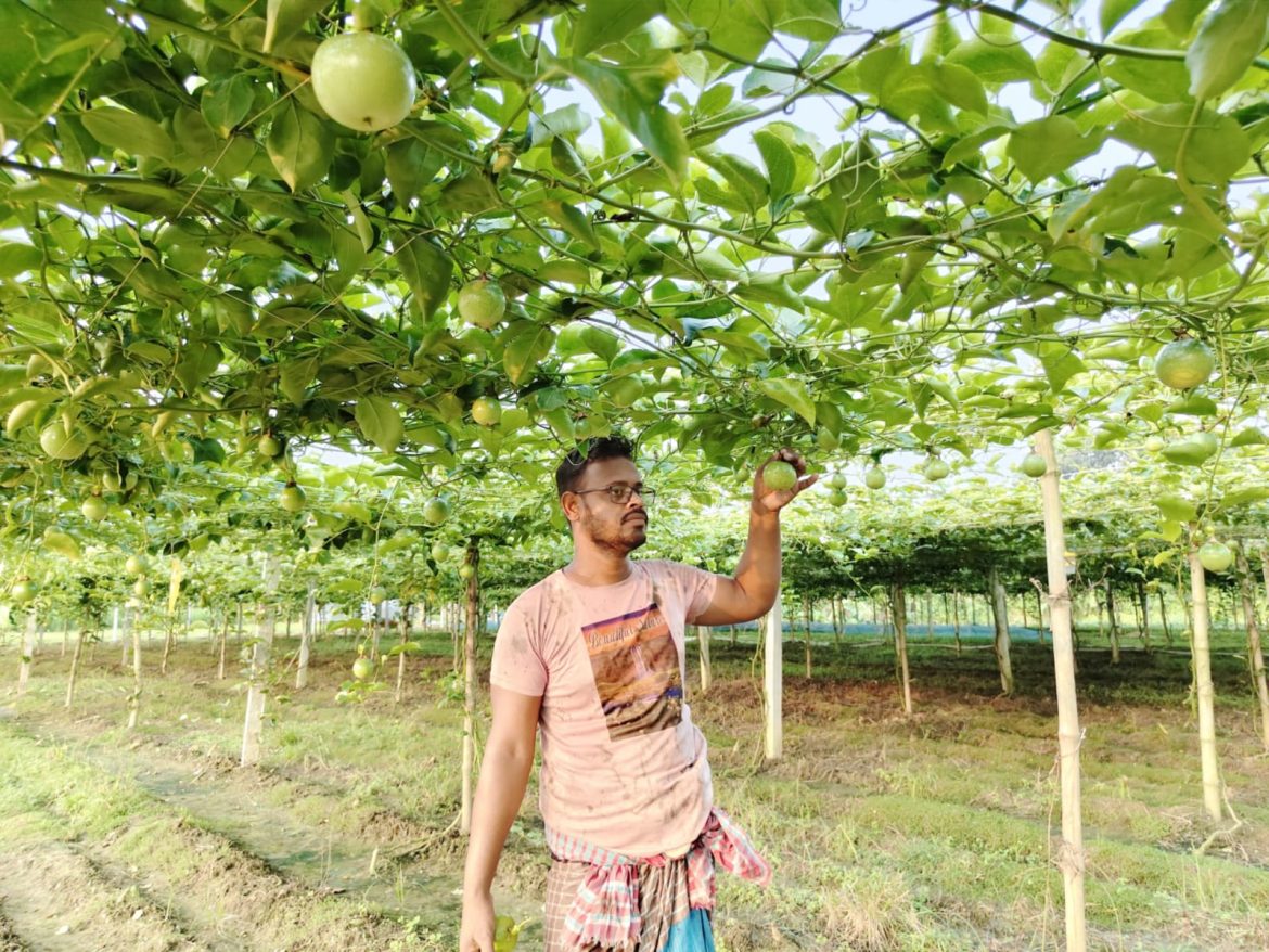 মেহেরপুরে আনারকলি চাষে নতুন সম্ভাবনা